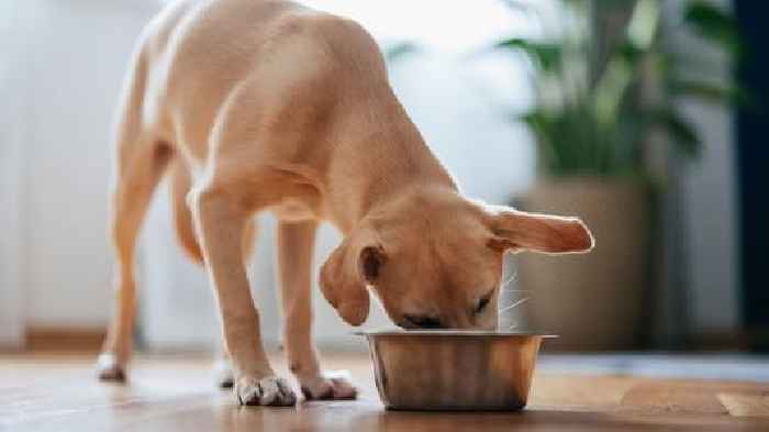 Lab-grown meat for dogs goes on sale - would your pet eat it?