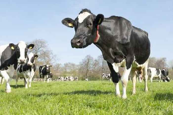 Top scientists review new evidence in battle against bovine TB in England