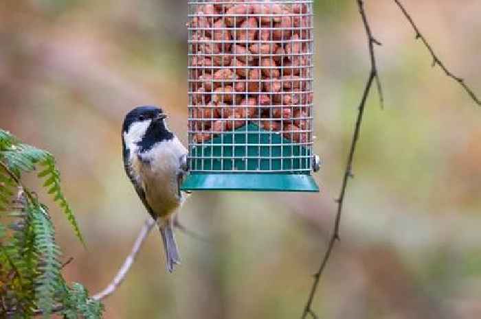 RSPB pulls bird item from sale as gardeners warned 'stop' amid fears of disease spread