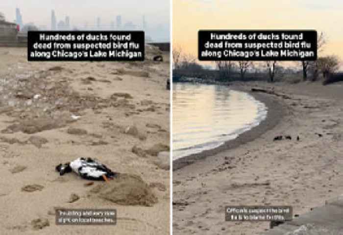 Hundreds of Dead Ducks Are Washing Up on the Shore of Lake Michigan