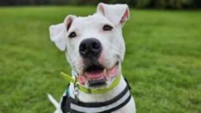 Deaf dog 'learning sign language' to find new home