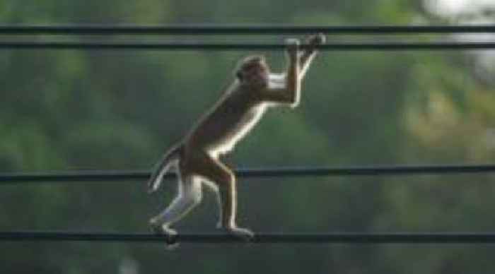 Minister blames monkey for Sri Lanka nationwide power cut