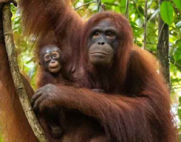  TV's British Bake-off Contestant Helps International Animal Rescue Celebrate a Decade of Sweet Support for Orangutan Conservation