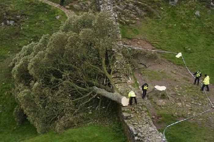 Sycamore Gap trial date announced for men accused of hacking down much-loved tree