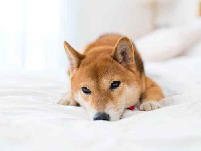 Shiba Inu price outlook: is a death cross imminent as SHIB demand drops?