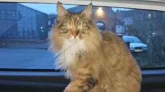 Cat joins police patrol after escaping rainy weather