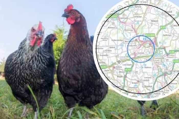 Bird flu case near Bodmin as large disease protection zones are set up