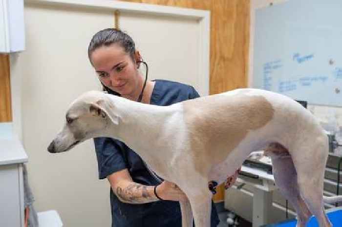 Vet's 'easy' method tells pet owners if their dog or cat has good 'quality of life'
