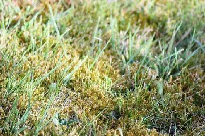 Common winter lawn mistake that will 'kill off your grass' and attract moss