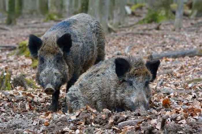 Hunt for '20 feral pigs' in Cairngorms after being dumped 5 miles from illegal lynx release