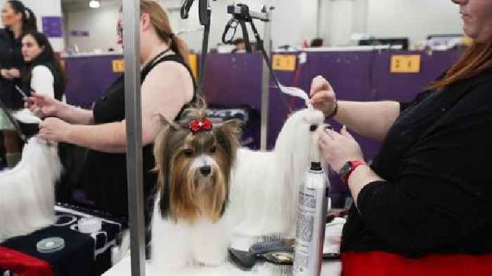 What the Westminster show dogs' names mean