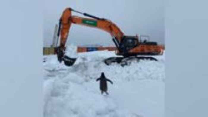 Antarctic engineers p-p-p-pick up a new team member
