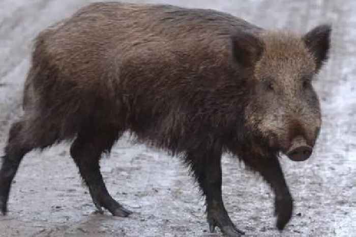 Guerrilla rewilding 'should be stopped' as pigs roam free in Cairngorms