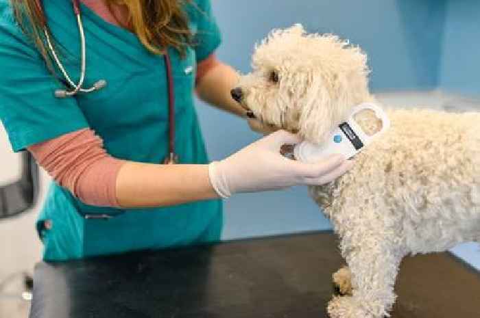 Vet shares 'free and easy' method to know if your dog has a good quality of life