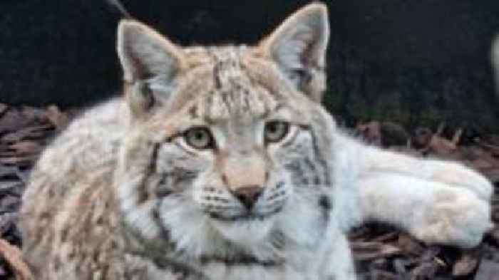 Captured Highland lynx waiting for their new home