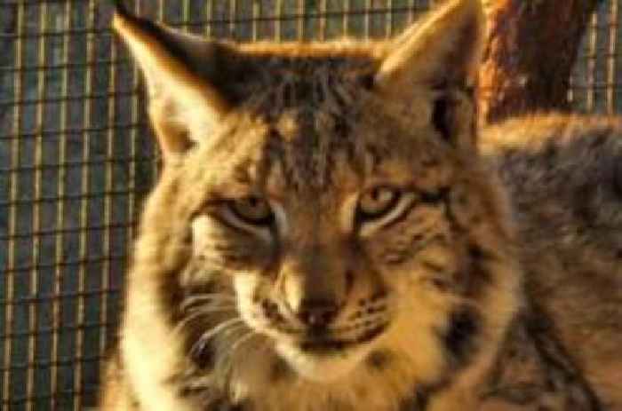 Lynx dumped in Highlands await new home