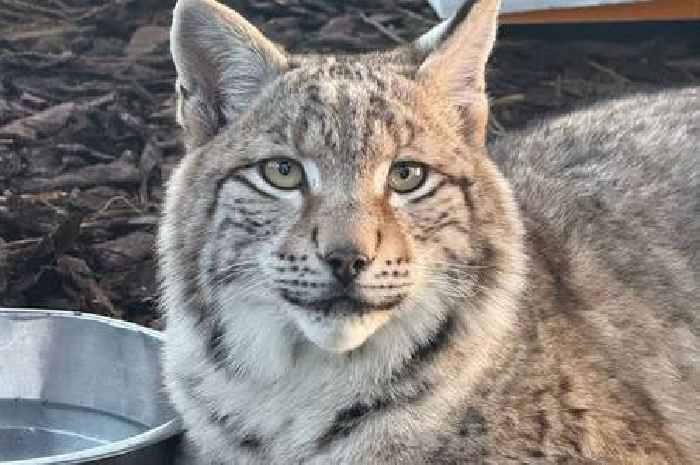 'Illegally released' Lynx settling at Edinburgh Zoo and looking for forever home