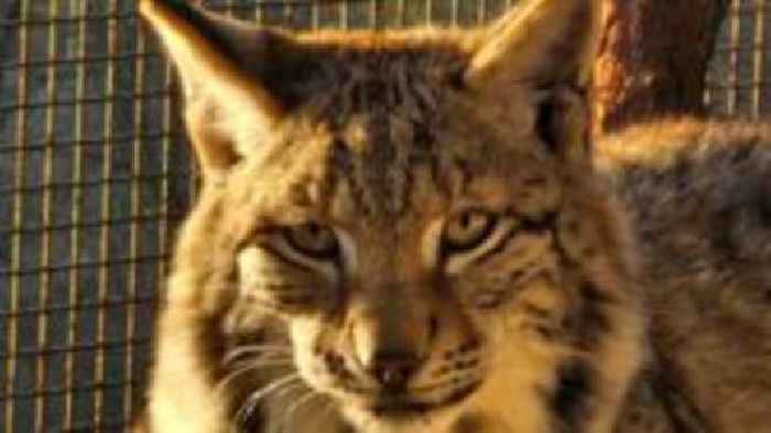 Lynx dumped in Highlands await new home