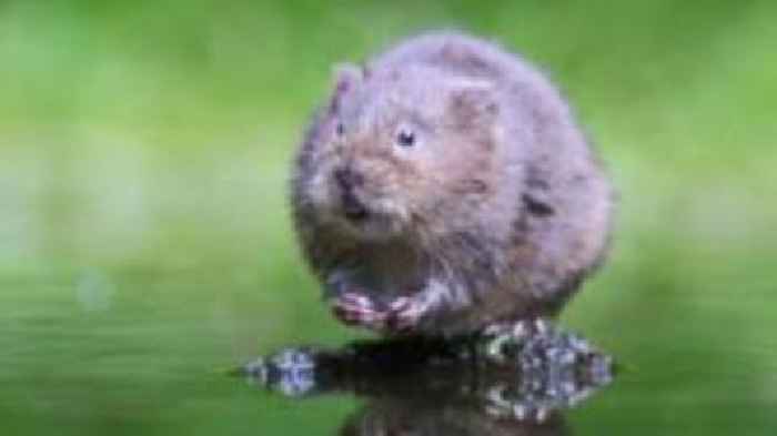 Hopes for water voles as new colonies discovered