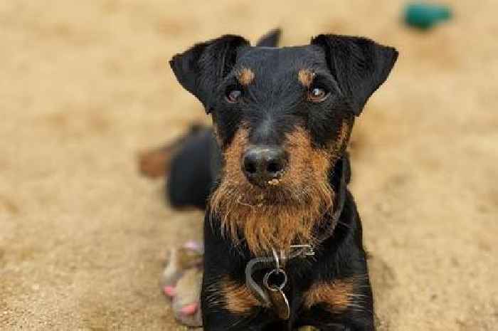 Yoko the terrier adopted on Valentine's Day after three years and 364 days at rescue centre