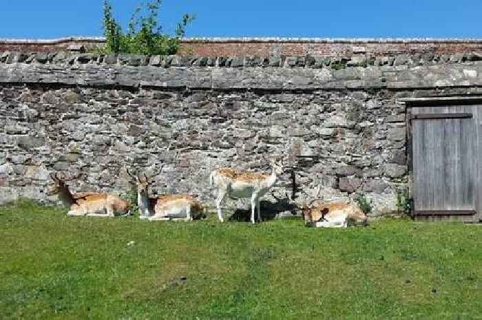 Dogs to blame as four Bradgate Park deer die
