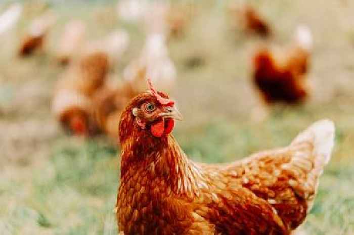 Tens of thousands of chickens dead so far in Lincolnshire bird flu cull