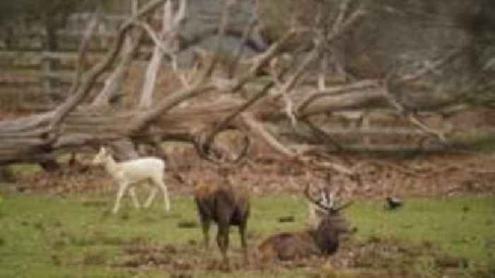 Dog warning issued by park following deer deaths