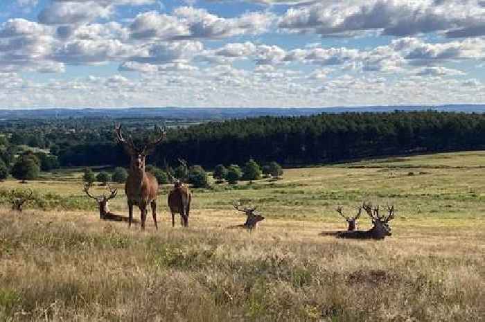 Have your say on the dog lead rules for Bradgate Park