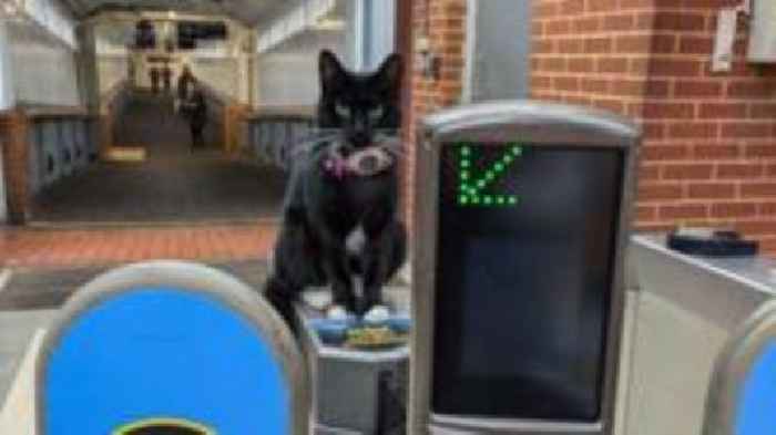 Adventurous cat takes train into London