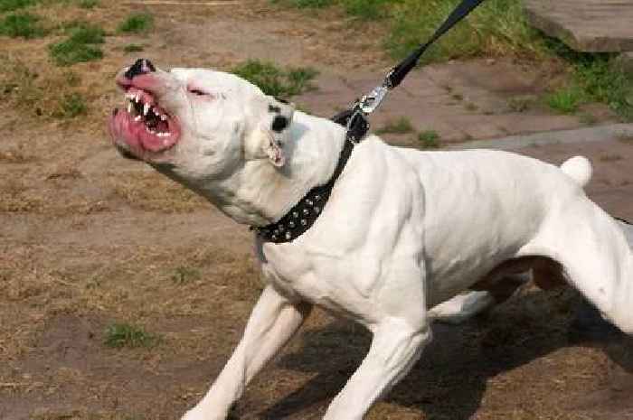 Police Scotland have no officers trained to identify banned XL Bully dogs despite expert need