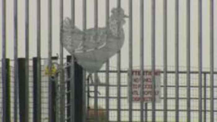 Tens of thousands of birds being culled over suspected avian flu
