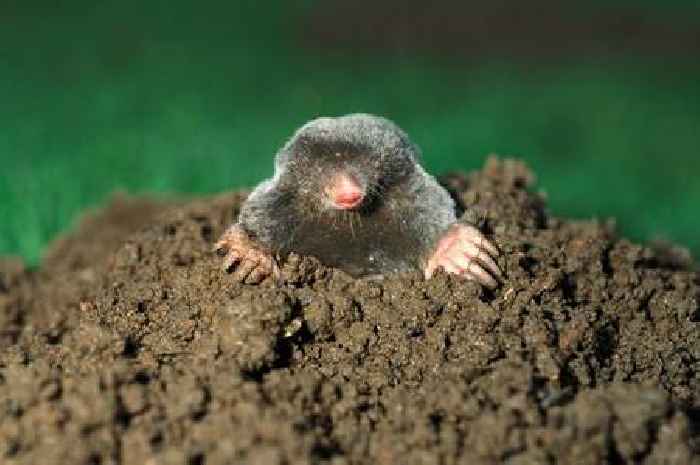 Never rid molehills from your garden – they're 'good for lawn' for three reasons