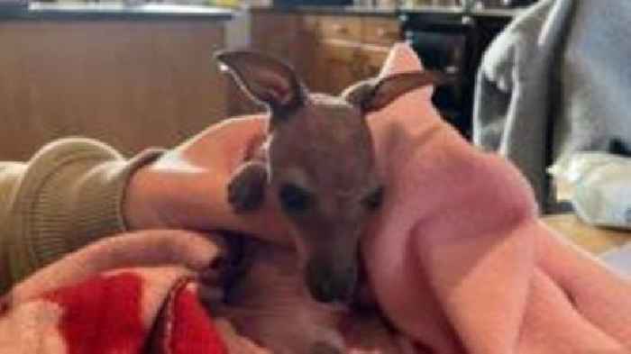 Baby wallaby adopted by farmers after losing mum