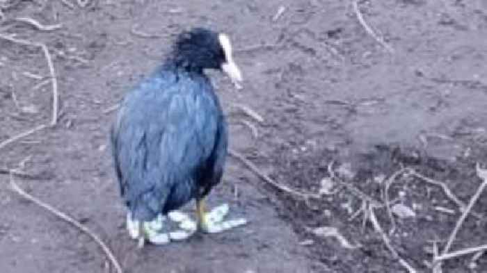 Wildlife hit as River Wandle polluted by diesel
