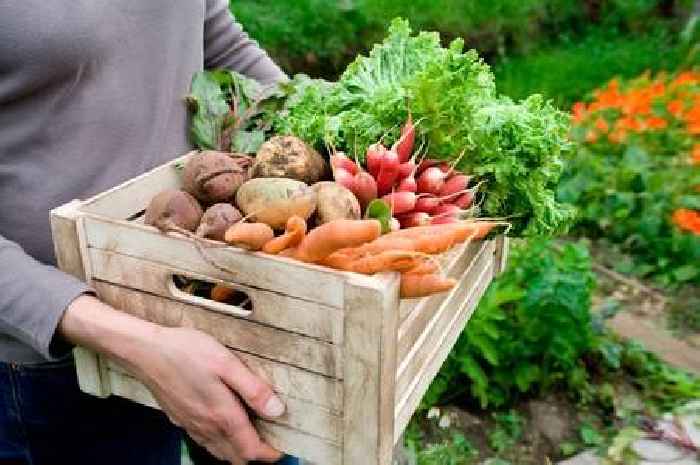 Turn supermarket peas into rare vegetable in 10 days – using clever gardening hack