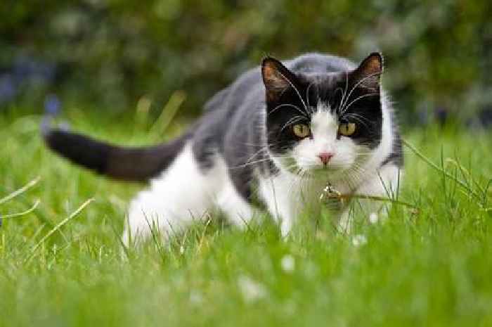 Hack to stop cats and foxes pooing in garden, including 33p vegetable they hate