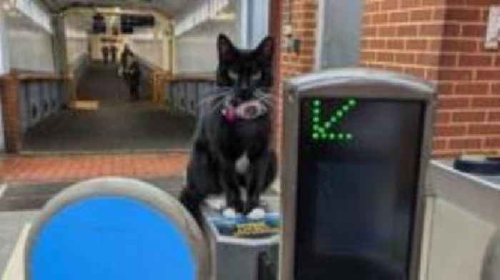 Adventurous cat earns its own railcard after solo trip to London