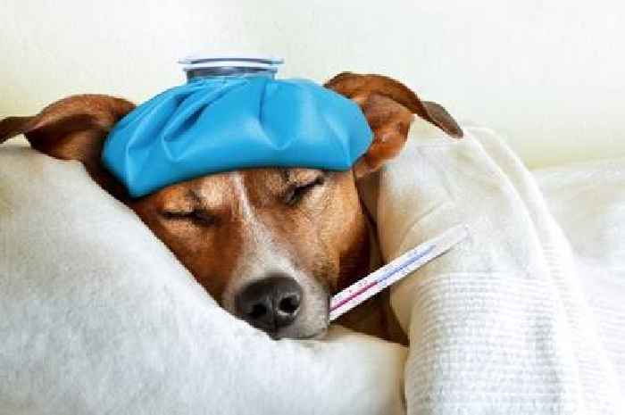 'I'm a vet – all owners should avoid this mistake after pets have surgery'