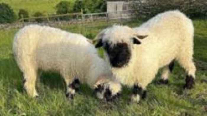 Farmer's plea after dozens of sheep die in dog attacks