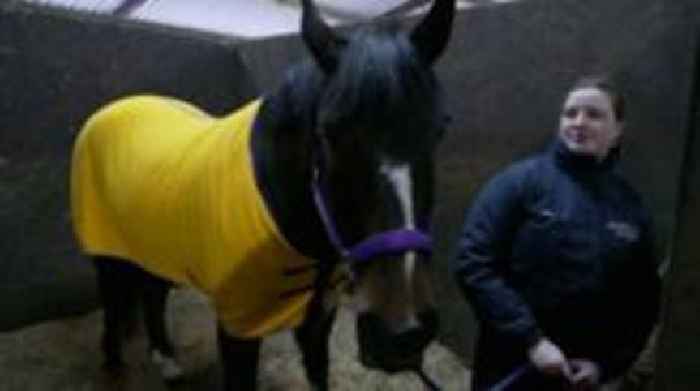 How researchers can learn if a horse is depressed
