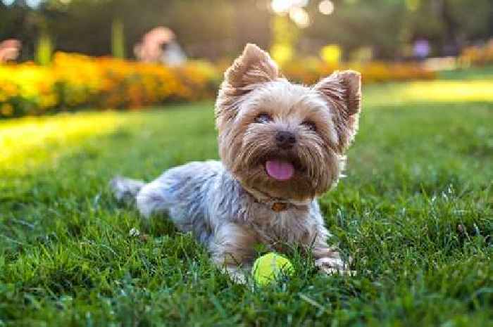 Most popular dog names ever revealed - and reason number one took top spot