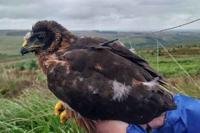 Rare Scots bird vanishes near grouse moors where several others disappeared