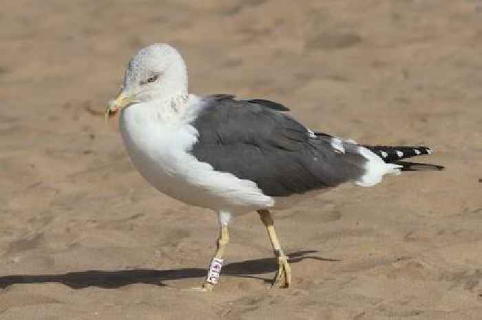 Seagull rescued from bin in Paisley turns up 1800 miles away on beach in Morocco