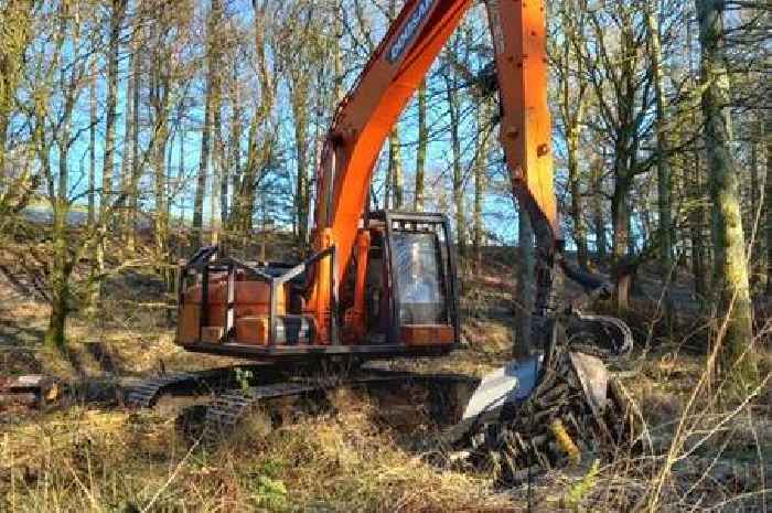 Tree felling to begin in Dumfries and Galloway forest hit by Storm Eowyn