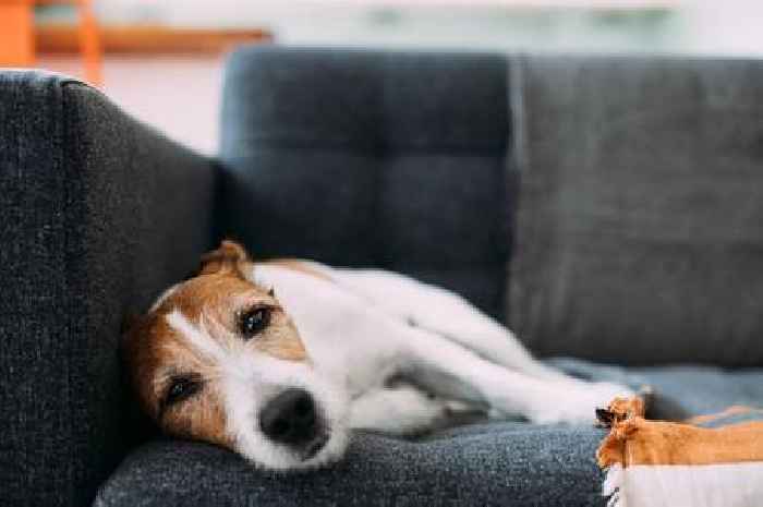 Can dogs catch norovirus? Signs your pup might be unwell as infections among humans rocket