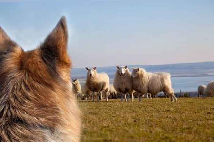 Dog owners warned over ‘horrific’ attacks on livestock