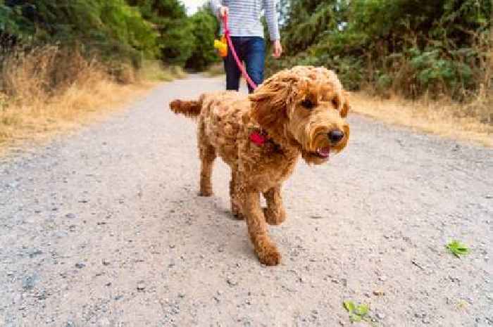 Dog walker £1,000 fine warning issued for bird nesting season