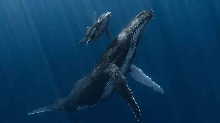 Amazing humpback whale image picked as best underwater picture of year