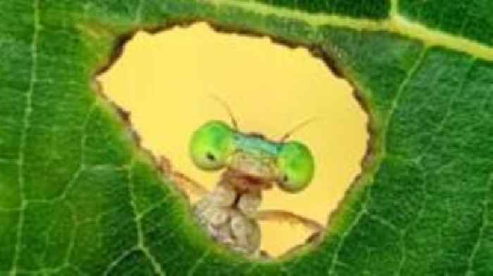 Damselfly peering through leaf among eye-catching entries in nature photo awards