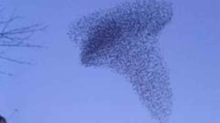 Starling murmuration captured above city's streets